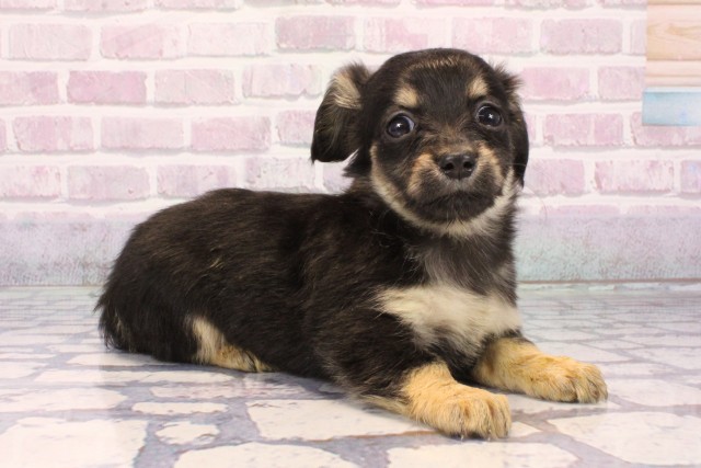 滋賀県のチワックス(チワワ×ダックス) (Coo&RIKU長浜店/2025年9月18日生まれ/女の子/ブラックタン)の子犬の2枚目の画像