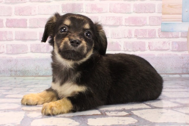 滋賀県のチワックス(チワワ×ダックス) (Coo&RIKU長浜店/2025年9月18日生まれ/女の子/ブラックタン)の子犬の3枚目の画像