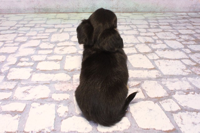 滋賀県のチワックス(チワワ×ダックス) (Coo&RIKU長浜店/2025年9月18日生まれ/女の子/ブラックタン)の子犬の4枚目の画像