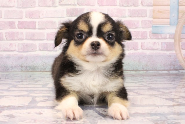 京都府のチワワ(ロング) (Coo&RIKU舞鶴店/2025年9月20日生まれ/男の子/トライカラー)の子犬の1枚目の画像