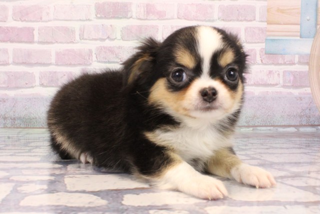 京都府のチワワ(ロング) (Coo&RIKU舞鶴店/2025年9月20日生まれ/男の子/トライカラー)の子犬の2枚目の画像