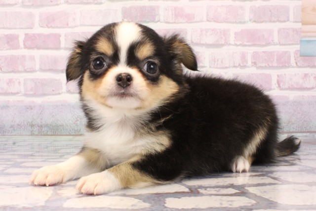 京都府のチワワ(ロング) (Coo&RIKU舞鶴店/2025年9月20日生まれ/男の子/トライカラー)の子犬の3枚目の画像