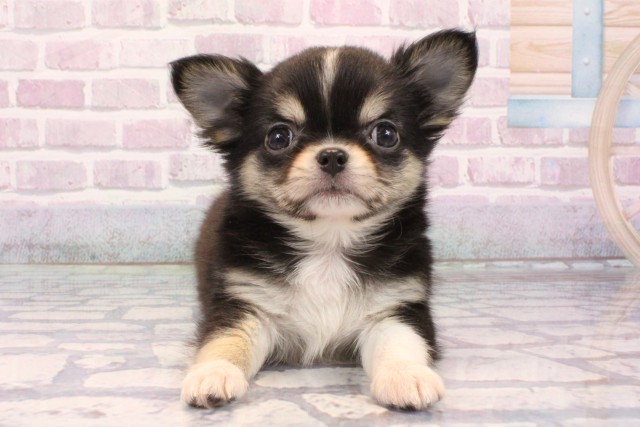 大阪府のチワワ(ロング) (Coo&RIKU寝屋川店/2025年9月20日生まれ/男の子/トライカラー)の子犬の1枚目の画像