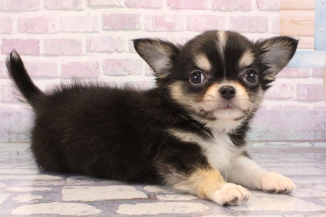 大阪府のチワワ(ロング) (Coo&RIKU寝屋川店/2025年9月20日生まれ/男の子/トライカラー)の子犬の2枚目の画像