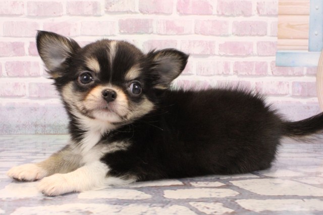 大阪府のチワワ(ロング) (Coo&RIKU寝屋川店/2025年9月20日生まれ/男の子/トライカラー)の子犬の3枚目の画像