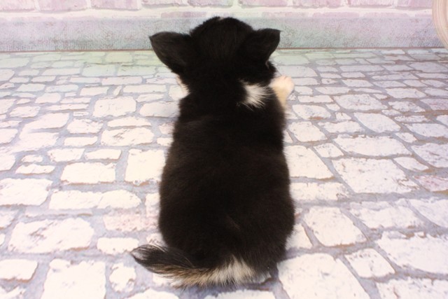 大阪府のチワワ(ロング) (Coo&RIKU寝屋川店/2025年9月20日生まれ/男の子/トライカラー)の子犬の4枚目の画像