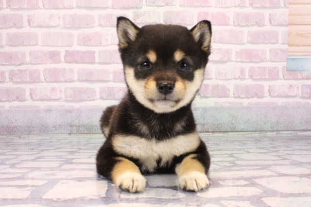 大阪府の豆柴 (Coo&RIKU天王寺店/2025年9月20日生まれ/女の子/黒)の子犬の1枚目の画像