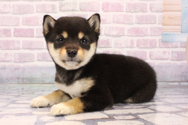 大阪府の豆柴 (Coo&RIKU天王寺店/2025年9月20日生まれ/女の子/黒)の子犬の2枚目の画像