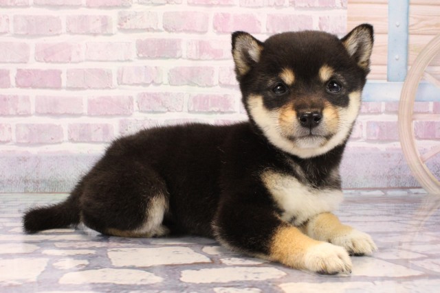 大阪府の豆柴 (Coo&RIKU天王寺店/2025年9月20日生まれ/女の子/黒)の子犬の3枚目の画像