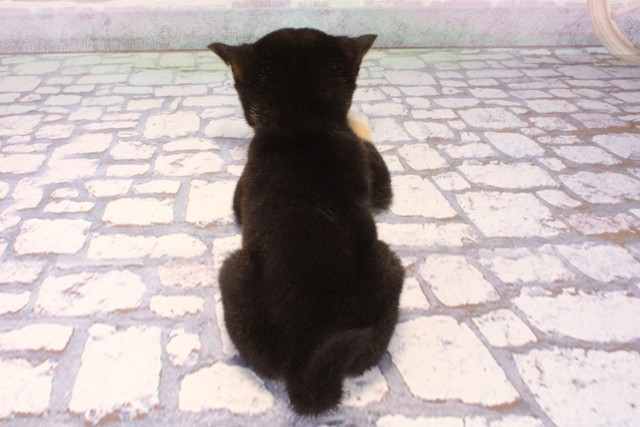 大阪府の豆柴 (Coo&RIKU天王寺店/2025年9月20日生まれ/女の子/黒)の子犬の4枚目の画像