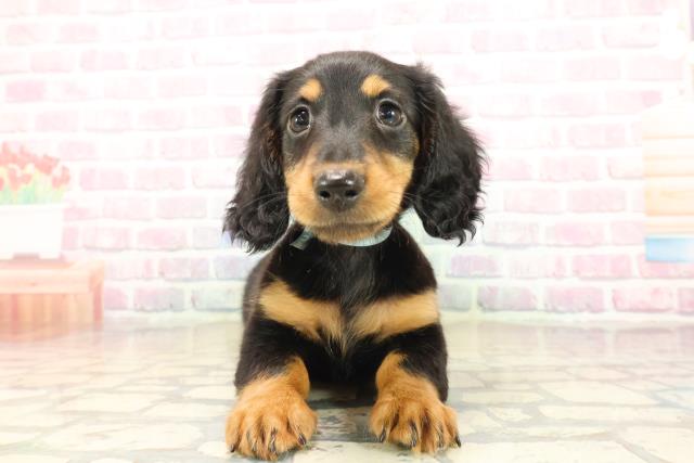 北海道のカニンヘンダックスフンド(ロング) (Coo&RIKU苫小牧店/2025年9月17日生まれ/男の子/ブラックタン)の子犬の1枚目の画像