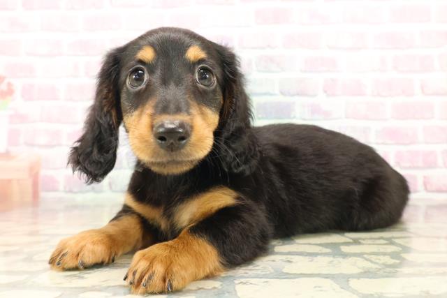 北海道のカニンヘンダックスフンド(ロング) (Coo&RIKU苫小牧店/2025年9月17日生まれ/男の子/ブラックタン)の子犬の2枚目の画像