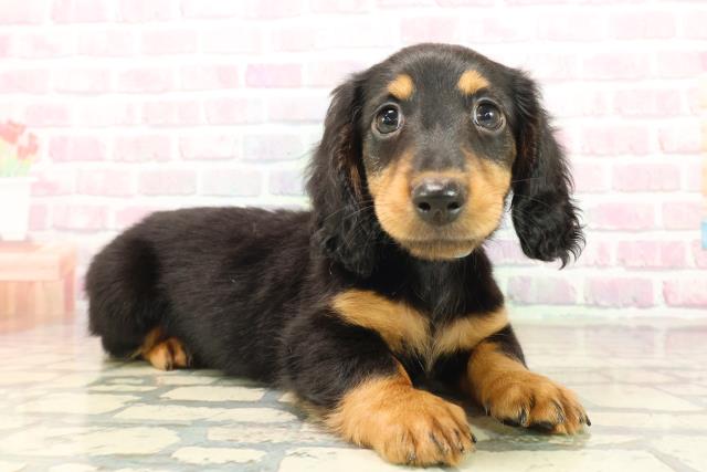 北海道のカニンヘンダックスフンド(ロング) (Coo&RIKU苫小牧店/2025年9月17日生まれ/男の子/ブラックタン)の子犬の3枚目の画像