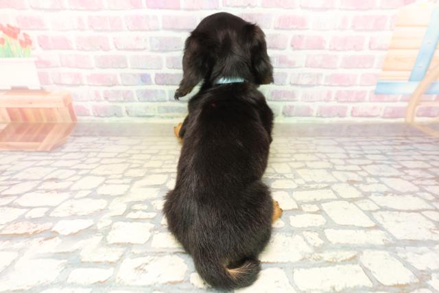 北海道のカニンヘンダックスフンド(ロング) (Coo&RIKU苫小牧店/2025年9月17日生まれ/男の子/ブラックタン)の子犬の4枚目の画像