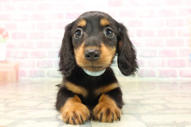 北海道のカニンヘンダックスフンド(ロング) (Coo&RIKU札幌東店/2025年9月17日生まれ/男の子/ブラックタン)の子犬の1枚目の画像