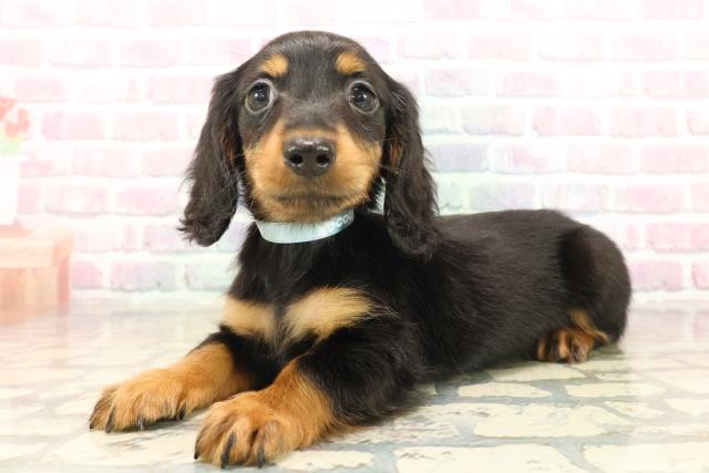 北海道のカニンヘンダックスフンド(ロング) (Coo&RIKU札幌東店/2025年9月17日生まれ/男の子/ブラックタン)の子犬の2枚目の画像