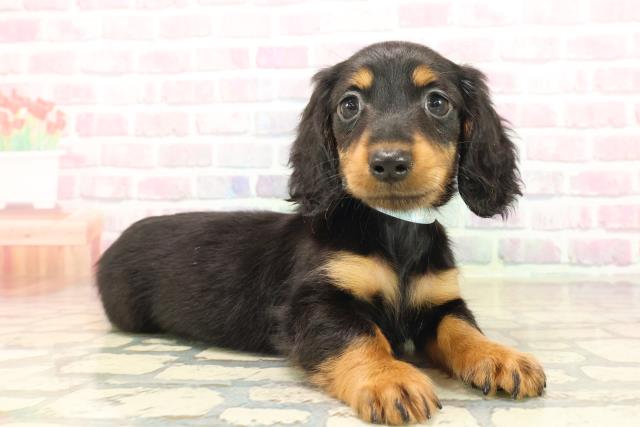 北海道のカニンヘンダックスフンド(ロング) (Coo&RIKU札幌東店/2025年9月17日生まれ/男の子/ブラックタン)の子犬の3枚目の画像