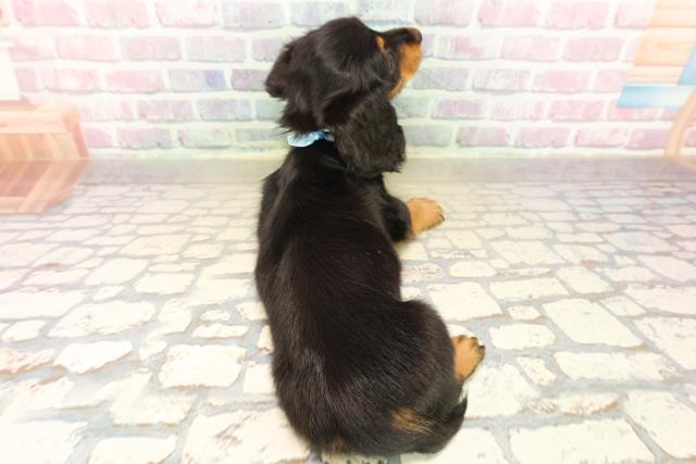 北海道のカニンヘンダックスフンド(ロング) (Coo&RIKU札幌東店/2025年9月17日生まれ/男の子/ブラックタン)の子犬の4枚目の画像