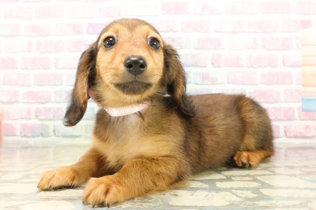 北海道のカニンヘンダックスフンド(ロング) (Coo&RIKU旭川店/2025年9月17日生まれ/女の子/シェーデットレッド)の子犬の2枚目の画像