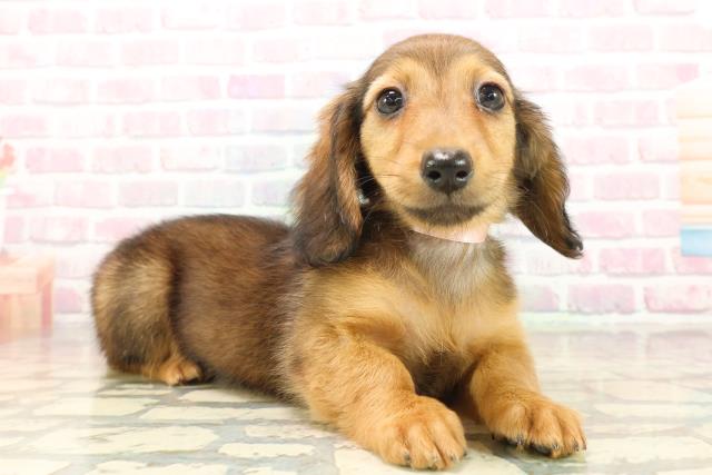 北海道のカニンヘンダックスフンド(ロング) (Coo&RIKU旭川店/2025年9月17日生まれ/女の子/シェーデットレッド)の子犬の3枚目の画像