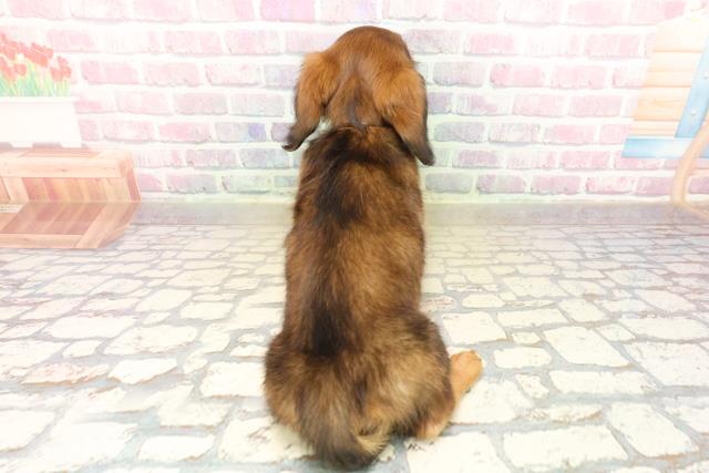 北海道のカニンヘンダックスフンド(ロング) (Coo&RIKU旭川店/2025年9月17日生まれ/女の子/シェーデットレッド)の子犬の4枚目の画像