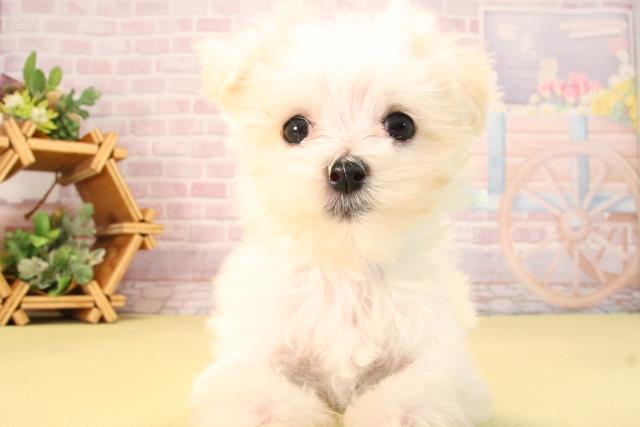 愛知県のマルチーズ (Coo&RIKU岡崎店/2025年9月18日生まれ/男の子/ホワイト)の子犬の1枚目の画像