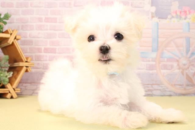 愛知県のマルチーズ (Coo&RIKU岡崎店/2025年9月18日生まれ/男の子/ホワイト)の子犬の2枚目の画像