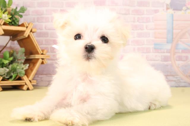 愛知県のマルチーズ (Coo&RIKU岡崎店/2025年9月18日生まれ/男の子/ホワイト)の子犬の3枚目の画像