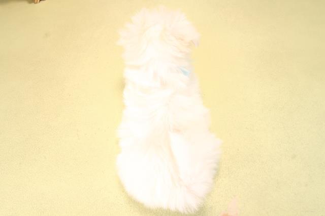 愛知県のマルチーズ (Coo&RIKU岡崎店/2025年9月18日生まれ/男の子/ホワイト)の子犬の4枚目の画像