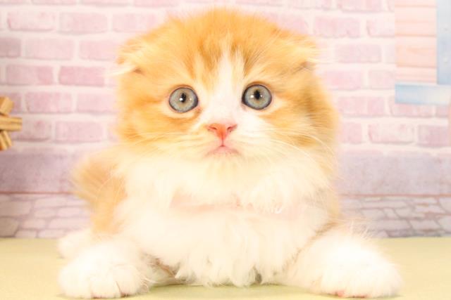 愛知県のスコティッシュフォールド (Coo&RIKU豊橋店/2025年9月20日生まれ/女の子/レッドタビーホワイト)の子猫の1枚目の画像