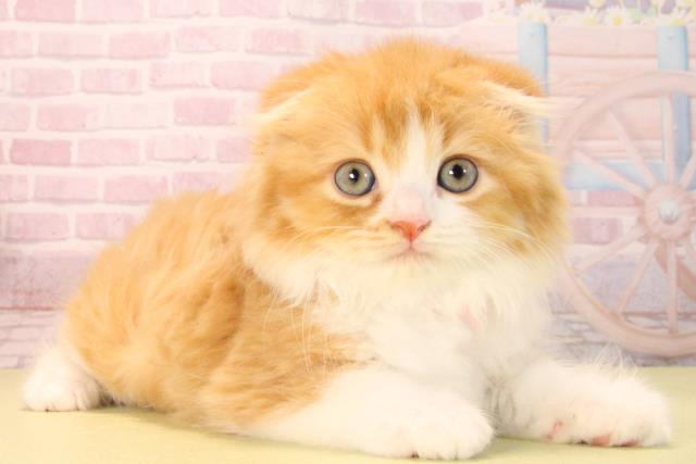 愛知県のスコティッシュフォールド (Coo&RIKU豊橋店/2025年9月20日生まれ/女の子/レッドタビーホワイト)の子猫の2枚目の画像