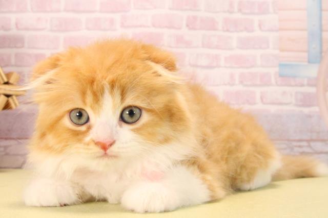 愛知県のスコティッシュフォールド (Coo&RIKU豊橋店/2025年9月20日生まれ/女の子/レッドタビーホワイト)の子猫の3枚目の画像