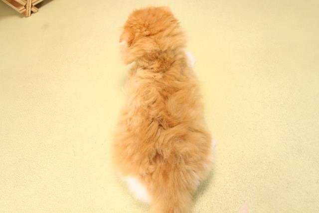 愛知県のスコティッシュフォールド (Coo&RIKU豊橋店/2025年9月20日生まれ/女の子/レッドタビーホワイト)の子猫の4枚目の画像