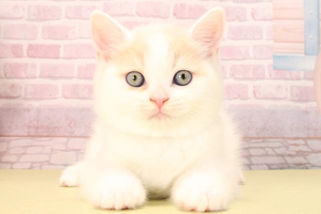 愛知県のマンチカン (Coo&RIKU岡崎店/2025年9月21日生まれ/女の子/クリームタビーホワイト)の子猫の1枚目の画像