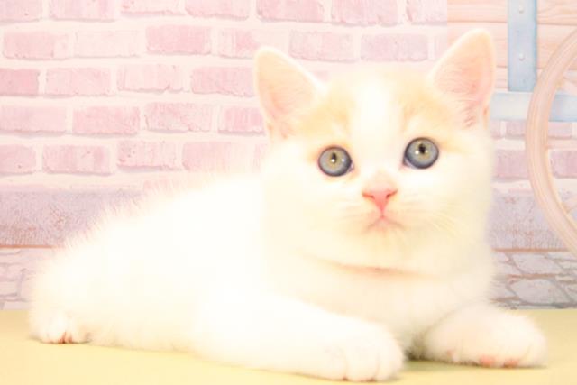 愛知県のマンチカン (Coo&RIKU岡崎店/2025年9月21日生まれ/女の子/クリームタビーホワイト)の子猫の2枚目の画像