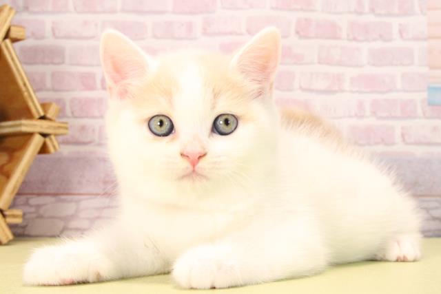 愛知県のマンチカン (Coo&RIKU岡崎店/2025年9月21日生まれ/女の子/クリームタビーホワイト)の子猫の3枚目の画像