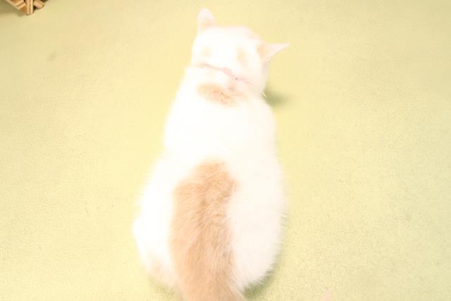 愛知県のマンチカン (Coo&RIKU岡崎店/2025年9月21日生まれ/女の子/クリームタビーホワイト)の子猫の4枚目の画像