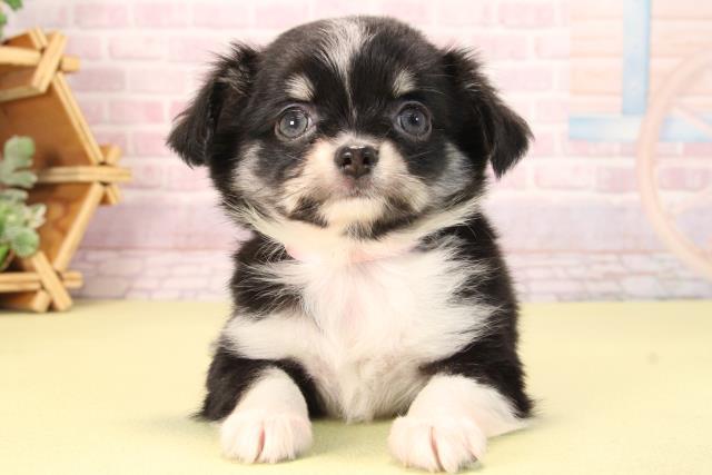 愛知県のチワワ(ロング) (Coo&RIKU名古屋滝ノ水店/2025年9月19日生まれ/女の子/ブラッククリーム)の子犬の1枚目の画像