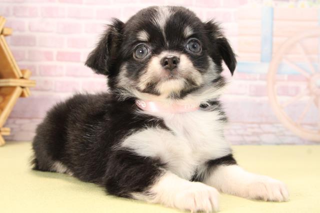 愛知県のチワワ(ロング) (Coo&RIKU名古屋滝ノ水店/2025年9月19日生まれ/女の子/ブラッククリーム)の子犬の2枚目の画像