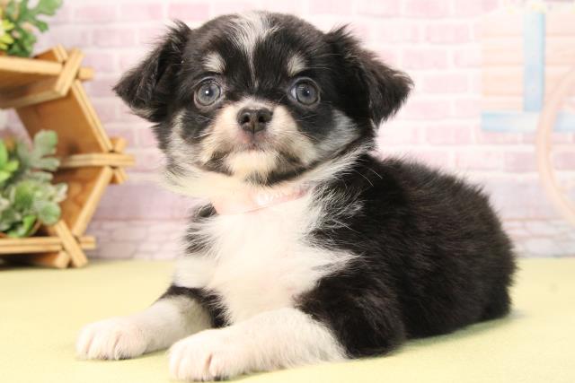 愛知県のチワワ(ロング) (Coo&RIKU名古屋滝ノ水店/2025年9月19日生まれ/女の子/ブラッククリーム)の子犬の3枚目の画像