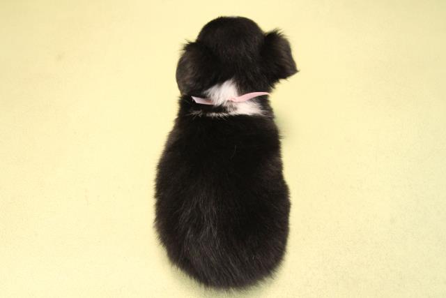 愛知県のチワワ(ロング) (Coo&RIKU名古屋滝ノ水店/2025年9月19日生まれ/女の子/ブラッククリーム)の子犬の4枚目の画像