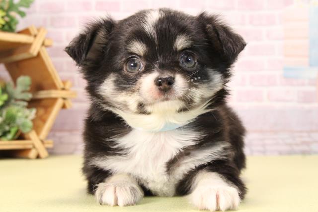 愛知県のチワワ(ロング) (Coo&RIKU瀬港線守山店/2025年9月19日生まれ/男の子/ブラッククリーム)の子犬の1枚目の画像