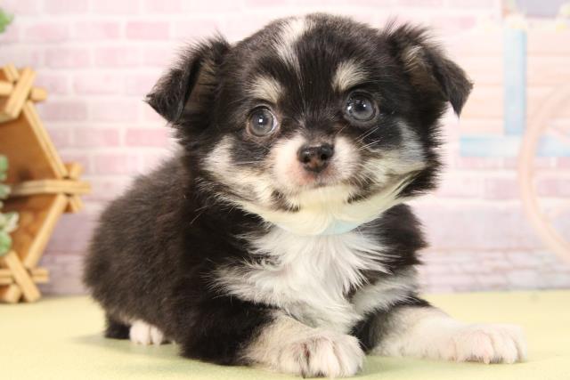 愛知県のチワワ(ロング) (Coo&RIKU瀬港線守山店/2025年9月19日生まれ/男の子/ブラッククリーム)の子犬の2枚目の画像