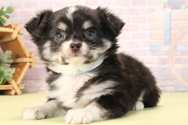 愛知県のチワワ(ロング) (Coo&RIKU瀬港線守山店/2025年9月19日生まれ/男の子/ブラッククリーム)の子犬の3枚目の画像