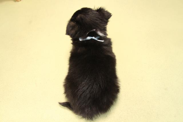 愛知県のチワワ(ロング) (Coo&RIKU瀬港線守山店/2025年9月19日生まれ/男の子/ブラッククリーム)の子犬の4枚目の画像