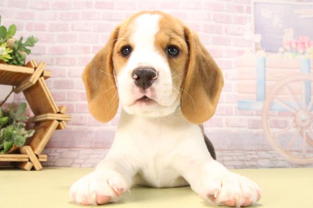 愛知県のビーグル (Coo&RIKU半田店/2025年9月21日生まれ/男の子/ブラックタンホワイト)の子犬