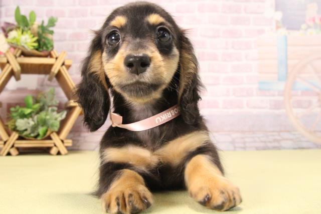 愛知県のミニチュアダックスフンド(ロング) (Coo&RIKU豊橋店/2025年9月17日生まれ/女の子/ブラックタン)の子犬の1枚目の画像