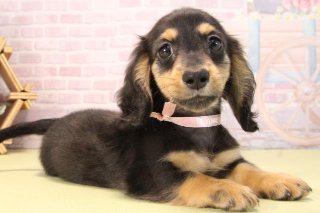 愛知県のミニチュアダックスフンド(ロング) (Coo&RIKU豊橋店/2025年9月17日生まれ/女の子/ブラックタン)の子犬の2枚目の画像