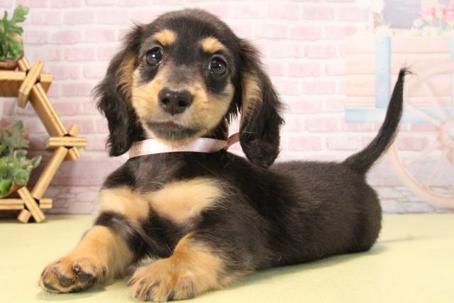 愛知県のミニチュアダックスフンド(ロング) (Coo&RIKU豊橋店/2025年9月17日生まれ/女の子/ブラックタン)の子犬の3枚目の画像