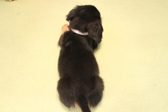 愛知県のミニチュアダックスフンド(ロング) (Coo&RIKU豊橋店/2025年9月17日生まれ/女の子/ブラックタン)の子犬の4枚目の画像